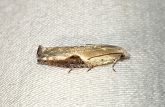 Pseudexentera costomaculana