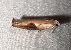 Pseudexentera costomaculana