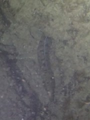 Gymnothorax richardsonii