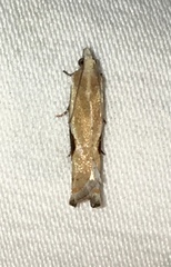 Pseudexentera costomaculana