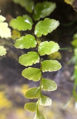 Asplenium platyneuron