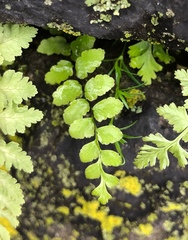 Asplenium platyneuron