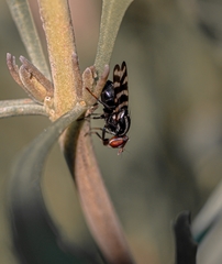 Pterotaenia fasciata