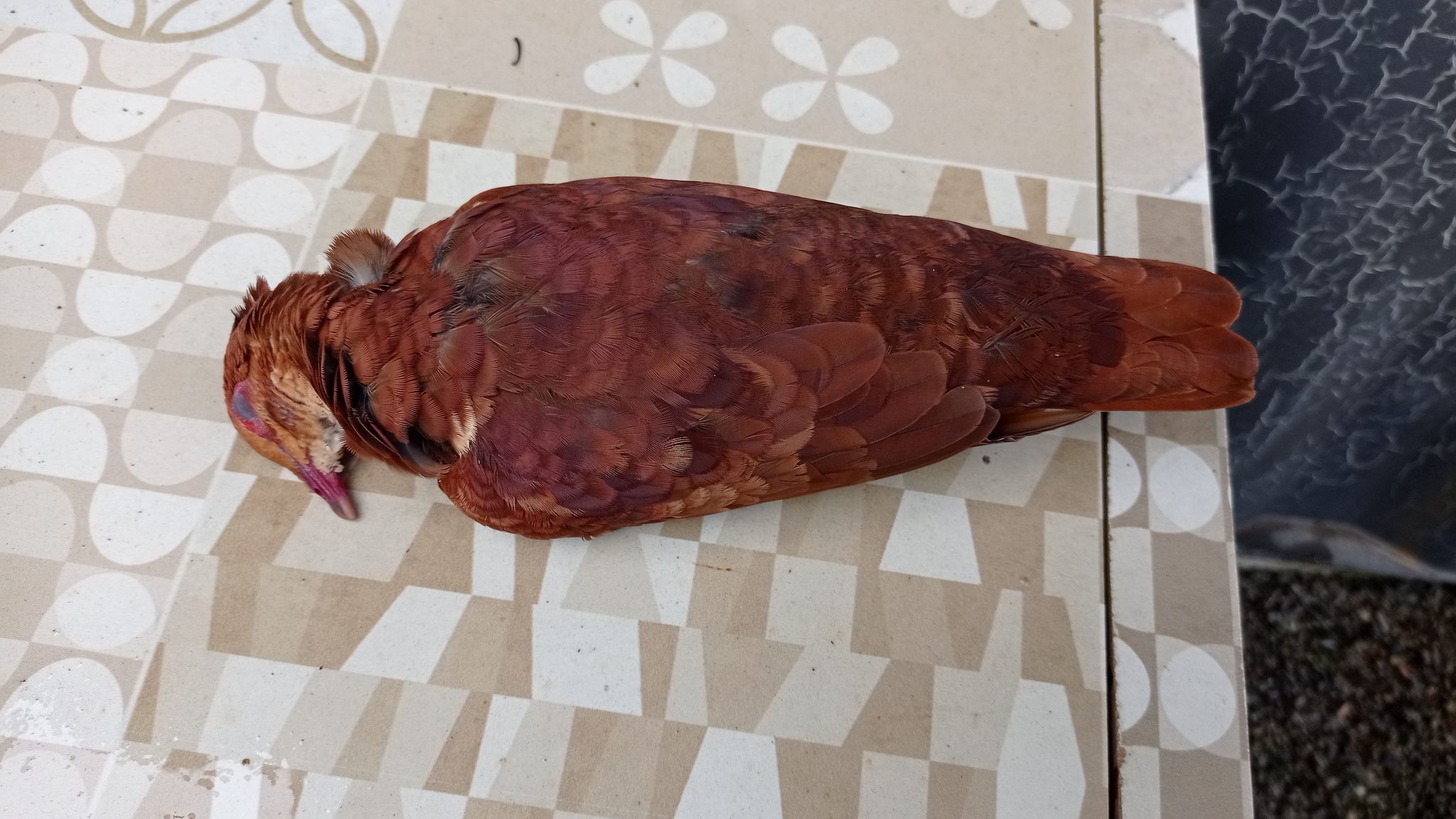 Ruddy Quail-Dove illustration