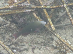 Scarus rubroviolaceus