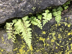 Asplenium platyneuron