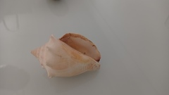 Strombus pugilis