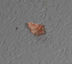 Corgatha dichionistis