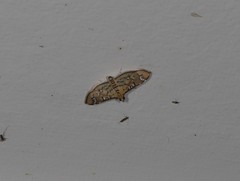 Cotachena hicana