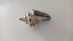 Strombus pugilis