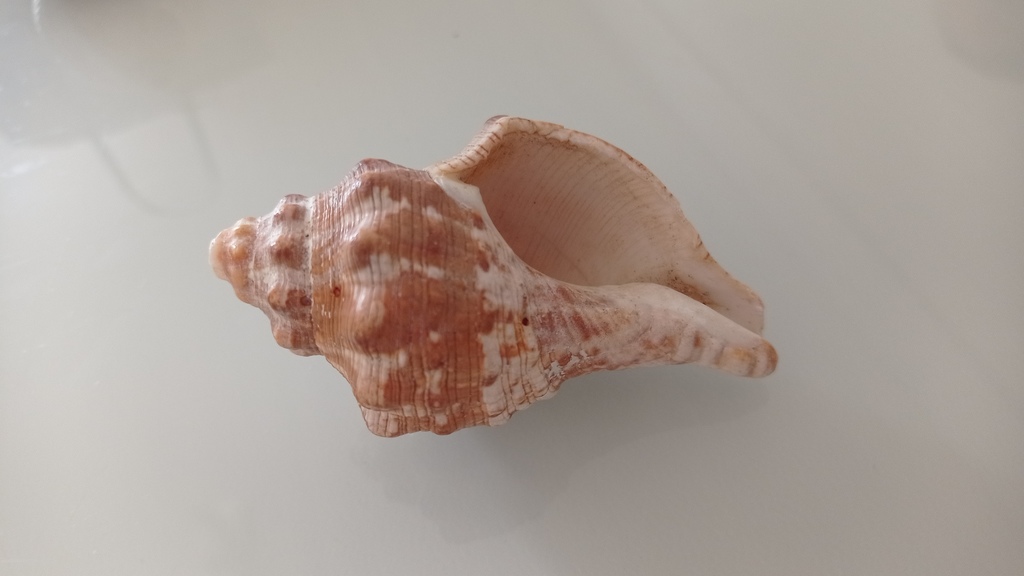 Aurantilaria aurantiaca