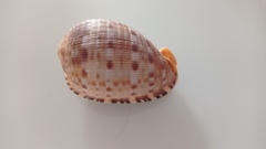 Cypraecassis testiculus