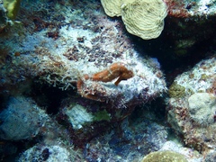 Hippocampus reidi