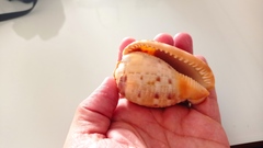 Cypraecassis testiculus