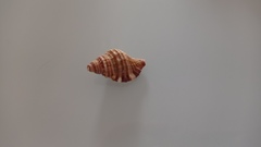 Monoplex pilearis