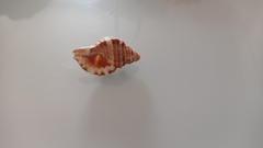 Monoplex pilearis