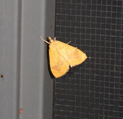 Hyalobathra brevialis
