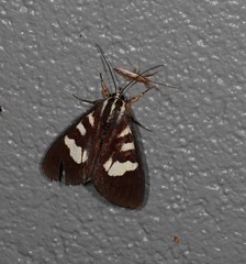 Mimeusemia centralis