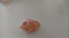 Cypraecassis testiculus