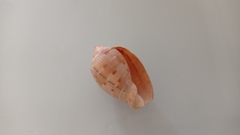 Cypraecassis testiculus