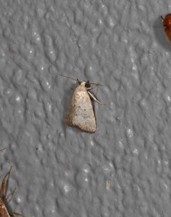 Narangodes