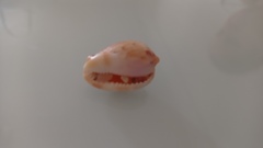 Cypraecassis testiculus