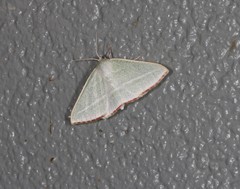 Oenochroma infantilis