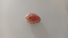 Cypraecassis testiculus