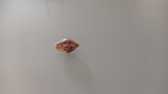 Columbella mercatoria