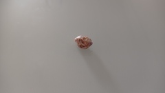 Columbella mercatoria