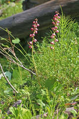 Pyrola asarifolia asarifolia