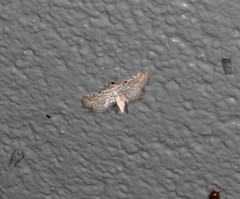 Parapoynx dentizonalis