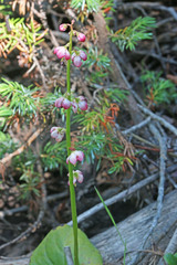 Pyrola asarifolia asarifolia