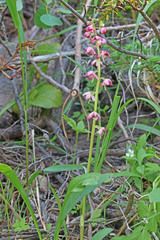 Pyrola asarifolia asarifolia