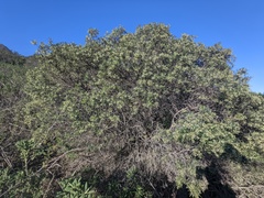 Ornithostaphylos oppositifolia