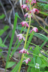 Pyrola asarifolia asarifolia