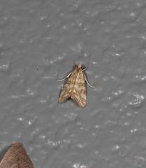 Aporocosmus lamprodeta