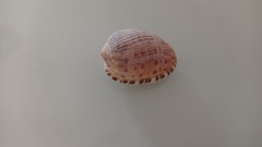 Cypraecassis testiculus