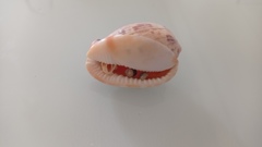 Cypraecassis testiculus