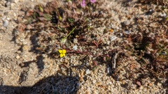 Camissoniopsis lewisii