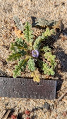 Phacelia stellaris