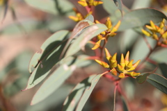 Eucalyptus yalatensis