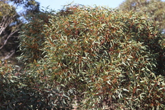 Eucalyptus yalatensis