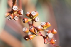 Eucalyptus yalatensis