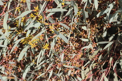 Eucalyptus yalatensis