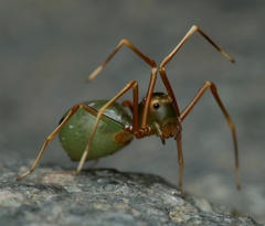 Amyciaea albomaculata