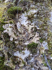 Peltigera ponojensis