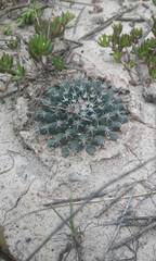 Mammillaria uncinata