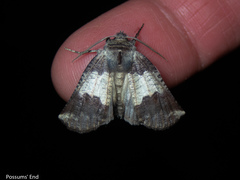 Declana griseata