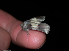 Declana griseata